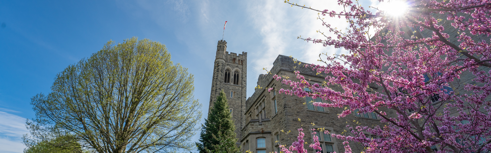 A photo of a tree in bloom in front of University College