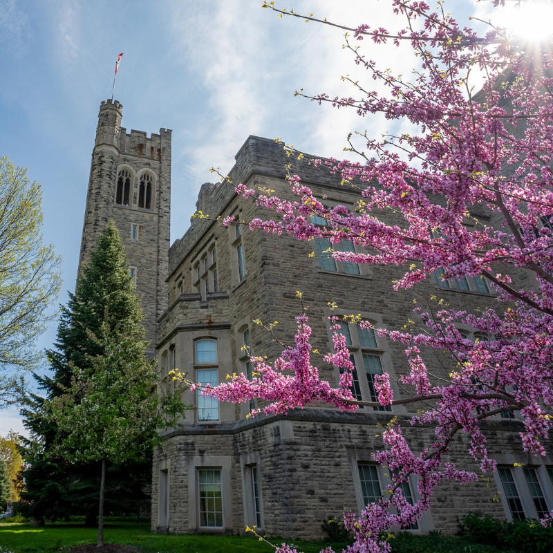 A photo of a tree in bloom in front of University College