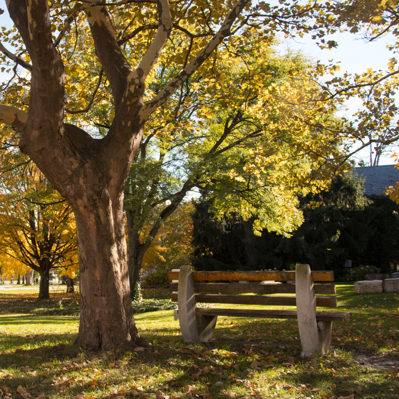 A bench on campus surrounded by fall trees